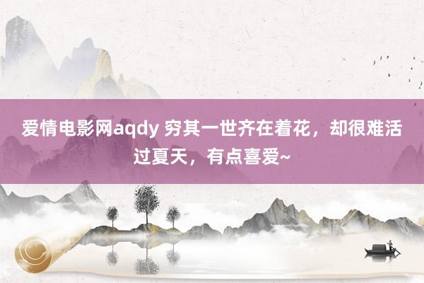 爱情电影网aqdy 穷其一世齐在着花，却很难活过夏天，有点喜爱~